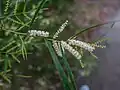 A. floribunda inflorescences, 7th Brigade Park, Chermside, Queensland.