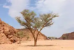 Tree in Ain Khudra Oasis, Nuweiba, Sinai Peninsula, Egypt