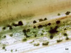 Acervuli of Colletotrichum sublineolum, the cause of anthracnose, on sweet sorghum