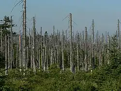 dead tree trunks which have lost all their leafs