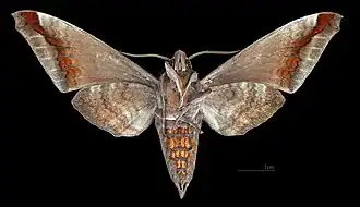 Acosmeryx sericeus ♂ △