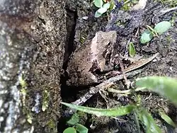 Blanchard's cricket frog in Northwest Louisiana, United States.