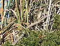 A. gracilirostris on perch in bulrush