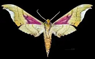 Underside male - MHNT