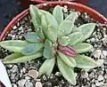 Adromischus humilis