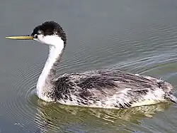 A western grebe swimming