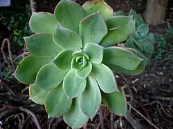 Aeonium percarneum