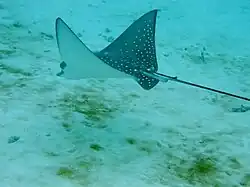 Spotted eagle ray (Aetobatus narinari)