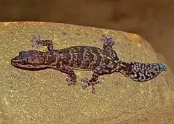 Picture of a live otjihipa flat gecko. Its scales are mottled red and tan, while its tail is dotted with white.