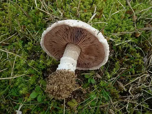 Agaricus devoniensis P.D.Orton 1960