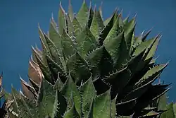 A rosette, with the water of San Diego Bay in the background