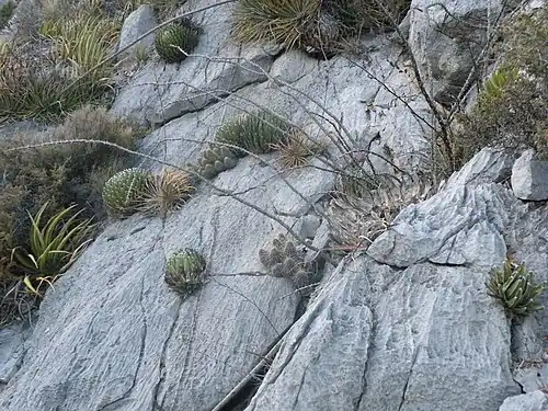 Habitat near Huasteca Canyon, Nuevo Leon with plants growing along with Agave victoriae-reginae.
