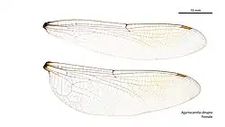 Female wings