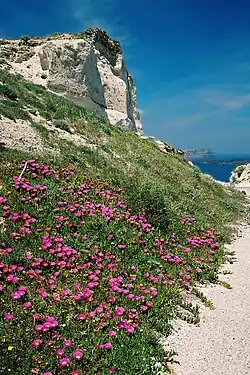 Weathered soil of pumice near "Balos Harbour", flourishing Lampranthus