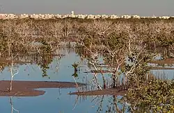 View of Al Khor Community from Purple Island