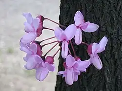 Cercis siliquastrum
