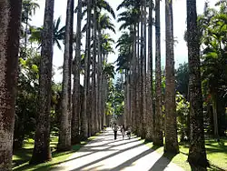Rio de Janeiro Botanical Garden