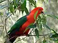 Australian king parrot