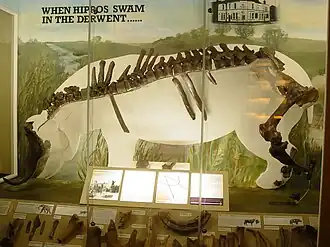 Museum display case containing a hippopotamus skeleton