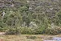 Alpine vegetation in Cradle Mountain National park, where G. hispida is found