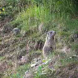 Alpine marmot in Tenna