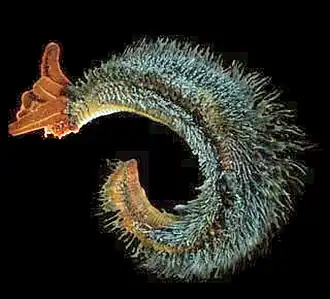The Pompeii worm lives at great depths by hydrothermal vents at temperatures up to 80 °C (176 °F).