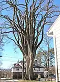"The Grayson Elm" in Amherst, Massachusetts, in winter. American elm, Massachusetts (2013), with octopus-like limbs. Girth 17&nbsp;ft; height 80&nbsp;ft.