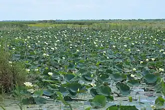 American Lotus (Nelumbo lutea) in Shoveler Pond, Jocelyn Nungaray NWR
