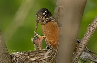 A picture of an American robin sitting in a nest in foliage, feeding a hungry chick a worm