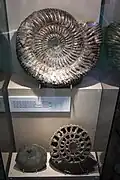 Ammonites