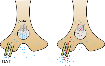 An image of methamphetamine pharmacodynamics