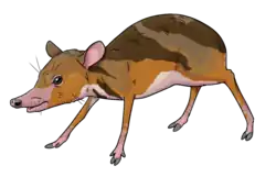 Drawing of Amphimeryx murinus