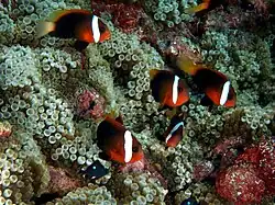 A. melanopus Entacmaea quadricolor (Bubble tip anemone)