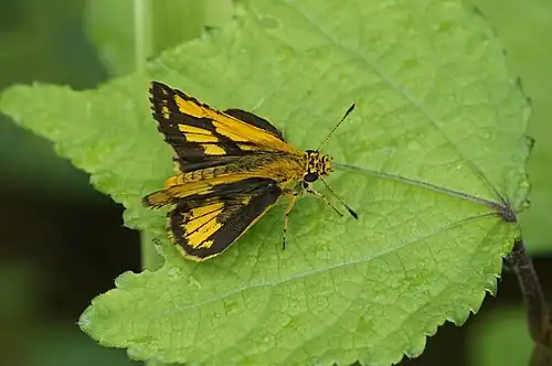 Dorsal view (male)
