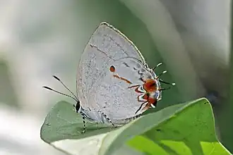 Anderson's hairstreak Iaspis andersoni, Panama