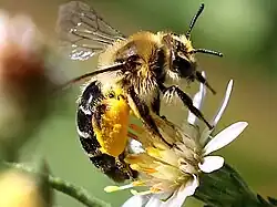 Collecting pollen