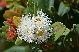 Flowers & new leaves