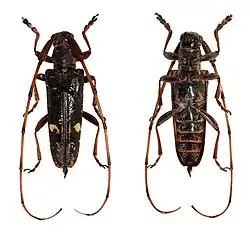 Annamanum annulicorne