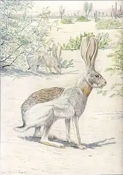 Illustration of several antelope jackrabbits