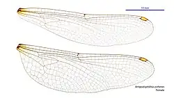 Female wings