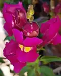 Antirrhinum majus flower