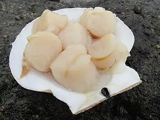 Raw adductor muscles from scallops in Mutsu Bay