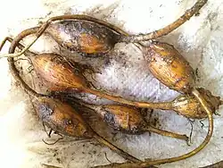 Apios americana or 'groundnut' tubers.