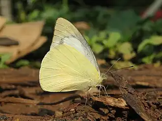 Ventral view (male)