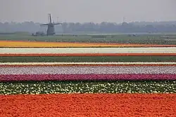 Bulb fields near Egmond aan den Hoef