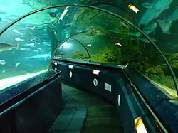 Photo of acrylic tunnels going under a large aquarium