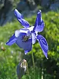 Aquilegia