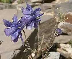 Flowers and follicles of an Aquilegia vulgaris subsp. nevadensis plant