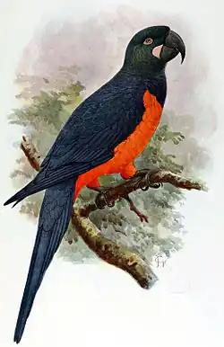Illustration of a blue and orange parrot perched on a branch