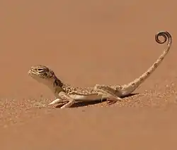 Arabian Toad-headed Agama from United Arab Emirates